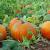 When to Harvest Pumpkins | Kellogg Garden Organics™