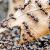 Infestations of Pavement Ants - Ants Control Services | Awesomepest