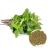 organic holy basil leaves powder, bulk Holy Basil Leaves Powder, dietary ingredients, organic foods