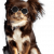 Dog Walking, Training, Grooming &amp; Boarding Services - Petsfolio