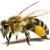 Bee Removal and Bee Control Services in Melbourne - 047-303-8000