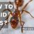 How to Avoid Ants? - Article Cluster