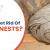 How To Get Rid Of Wasp Nests? | Ecopest | Your Pest Control Company