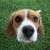How To Groom Beagle – Know Their Daily, Weekly, And Monthly Regime! - DogExpress