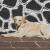 A Guide on How to Potty Train Your Labrador Puppy - Love Lab World