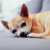 How to Tell If Your Dog is in Pain? - DogExpress