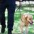 6 Easy Steps on How to Train Your Labrador to Attack on Command - Love Lab World