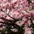 Sprawdź, ile zapłacisz za sadzonkę magnolii! | Time For Change Counselling