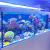 Saltwater Reef Tank Explained In Instagram Photos | Wpsuo