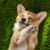  Book Dog Boarding, Sitting & Walking Services Miami, FL - Cuddly Tails