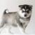 Pomsky Puppy-Darla | pomsky puppies for sale | teacup pomsky puppies