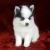 Pomsky puppy for sale - Sasha - Pets Shopping Online blue eye pomsky