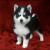 Pomsky puppy-Murphy | Pomsky for sale - Pets Shopping Online