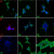 Immunofluorescence Assays - Creative Bioarray