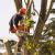 Tree Removal services In Toronto