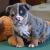 Buy English Bulldog Puppy - Daisy - Pets Shopping Online