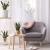 Snake plant: An ultimate guide for plant parents (+Shop here) | Building and Interiors