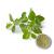 oregano benefits, oregano powder, bulk oregano, oregano powder benefits, organic oregano powder, organic oregano powder uses