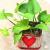 Buy Plants Online And Convey Your Warm Wishes To Your Dearest One