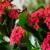 How To Grow The Kalanchoe Plant At Home?