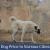 Kangal Dog Price In India [2020]: How Much Would It Cost?