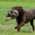 7 Effective Tips on How to Train Your Gun-Shy Labrador - Love Lab World