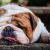 5 Best Dog Breeds For Lazy Dog Lovers | DogExpress