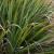 A Best Guide On Growing And Caring Of Lemongrass Plants 