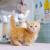 Munchkin Kittens - THE WAY TO GET A Great Deal &mdash; kastrupaguilar8
