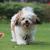 Lhasa Apso - Facts & Information | mywagntails