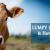 Lumpy Skin Disease in Cattle and How Homoeopathy Can Help