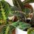 Prayer Plant: How To Grow And Care For The Maranta Plant - Best Guide : Gardening Mantras