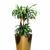 Indoor plants  Dubai | Sonya Plants