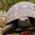 FAQ on Turtles and Tortoises - Leopard Tortoise and Wood Turtle