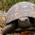 Tortoises Advice and Care