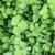 Methi Plants: Grow And Harvest The Seeds At Home