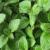 How To Grow And Care For Mexican Oregano?- An Ultimate Guide