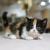 QUEEN'S LINE MUNCHKIN - munchkin kittens for sale 