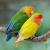 The rosy-faced lovebird (Agapornis roseicollis), also called the rosy-collared... &mdash; My interesting blog about the LoveBirds in the World - 2682