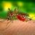 Mosquito Pest Control Services for Homes