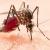 Mosquito Treatments &amp; Control in Gold Coast And Brisbane