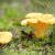 9 Myths Uncovered About House Of Shrooms | House of Shrooms in Folsom, CA 95630