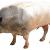 ​Myostatin Impact On Animals. - Keebo Sports Supplements