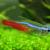 Neon Tetra: A Complete Care Guide For Beginners - Tetra Fish Care