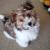 Havanese Puppies for Sale at Best Prices | Best Havanese Breeders