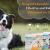 Nexgard – A Fast, Effective and Reliable Treatment for Dogs