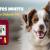 Pet Diabetes Month - How to Care for Diabetic Pet - CanadaVetCare Blog