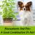 Houseplants & Pets: Good Combination Or Not | Ourpetwarehouse