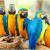 Choosing a Parrot Breeder