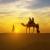 camel safari in jaisalmer - Heritage Taxi Services in Jaisalmer